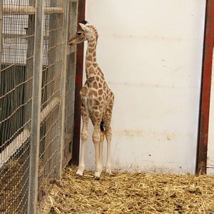 Belle stood up. 1-4-14