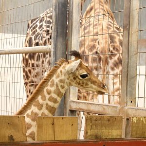 Belle indoors on 1-4-14