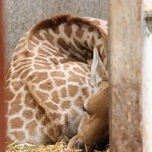 Male calf snoozing 1-4-14