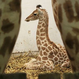 Belle framed by 2 Adult Giraffes