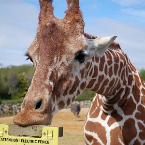 Reticulated Giraffes