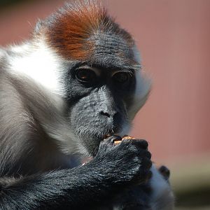 cherry crowned mangabey