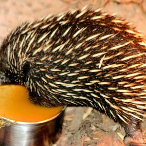 New Guinea short-beaked echidna; RSCC; 5th April 2014