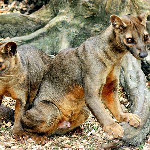 Fossas; RSCC; 5th April 2014