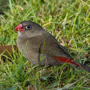 Beautiful Firetail