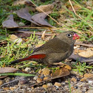 Beautiful Firetail