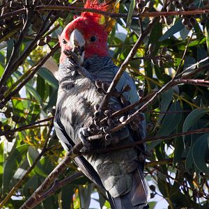 Gang-gang Cockatoo male