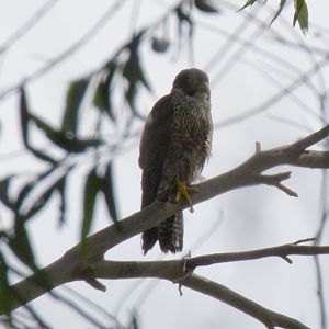 Peregrine Falcon