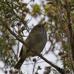 Brown Thornbill