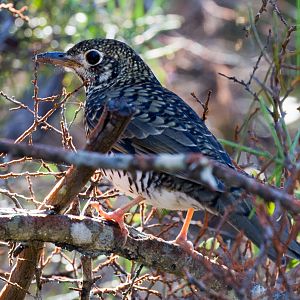 Bassian Thrush