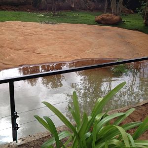 New pygmy hippo enclosure