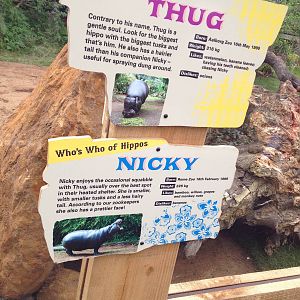 New pygmy hippo enclosure