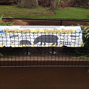 New pygmy hippo enclosure