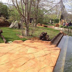 New pygmy hippo enclosure