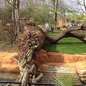 New pygmy hippo enclosure