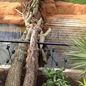 New pygmy hippo enclosure