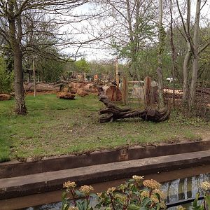 New pygmy hippo enclosure