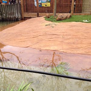 New pygmy hippo enclosure
