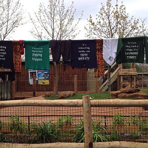 New pygmy hippo enclosure