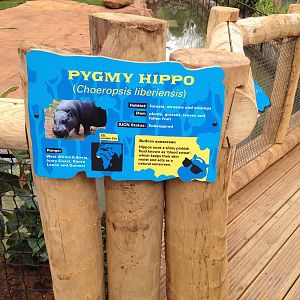 New pygmy hippo enclosure