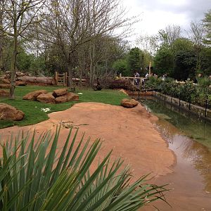 New pygmy hippo enclosure