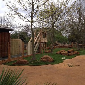 New pygmy hippo enclosure