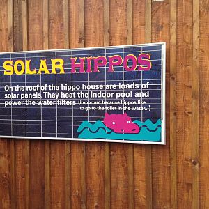 New pygmy hippo enclosure