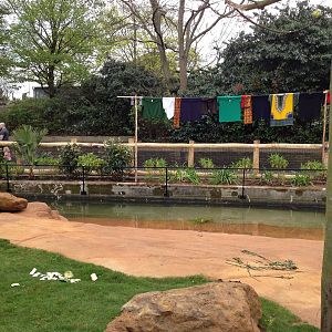 New pygmy hippo enclosure