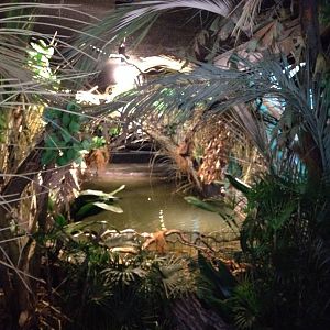 New pygmy hippo enclosure