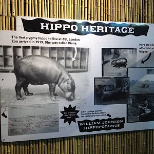 New pygmy hippo enclosure
