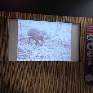 New pygmy hippo enclosure