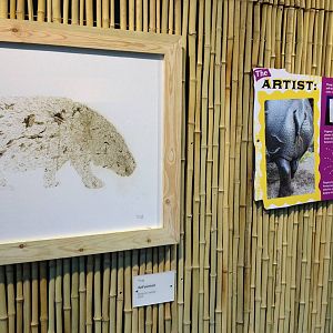 New pygmy hippo enclosure