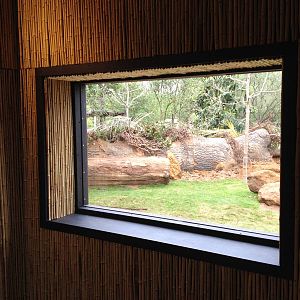 New pygmy hippo enclosure