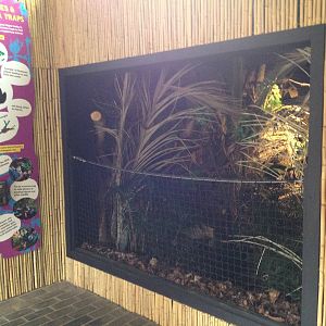 New pygmy hippo enclosure
