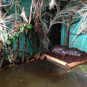 New pygmy hippo enclosure