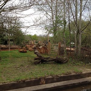New pygmy hippo enclosure