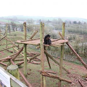 Andean Bear enclosure 1-4-14