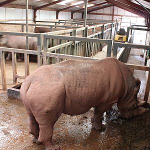 Rhino winter quarters 1-4-14