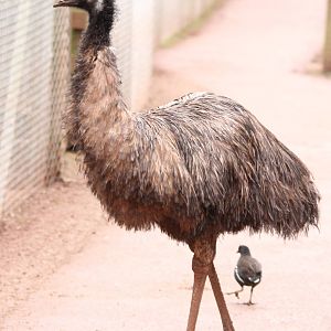 Emu and wanna-be. 1-4-14