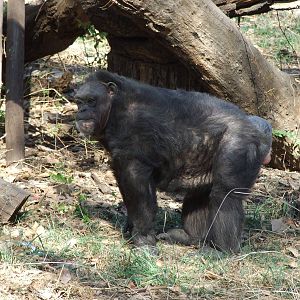 Chimpanzee (Pan troglodytes)