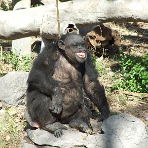 Chimpanzee (Pan troglodytes)