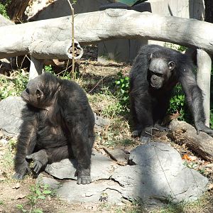 Chimpanzee (Pan troglodytes)