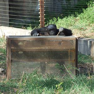 Chimpanzee enrichment