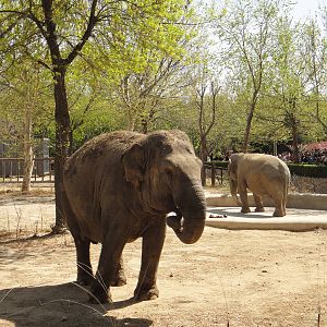 Asian elephant (Elephas maximus)