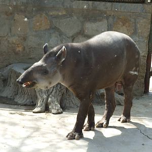 South American tapir (Tapirus terrestris)