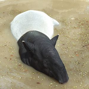 Malayan tapir (Tapirus indicus)
