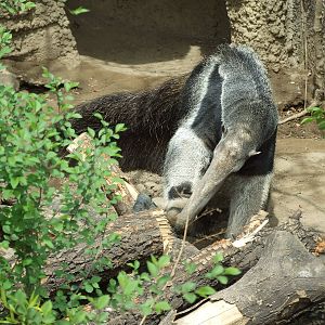 Giant anteater (Myrmecophaga tridactyla)