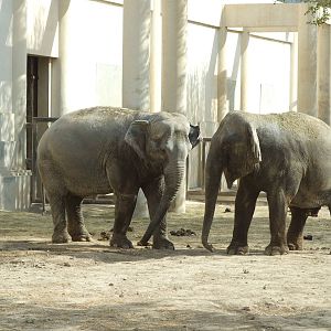 Asian elephant (Elephas maximus)