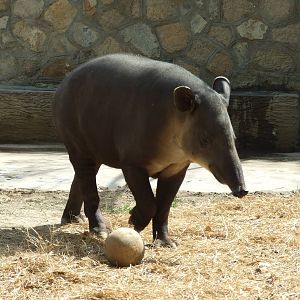 Baird's tapir (Tapirus bairdii)