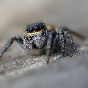 Salticidae sp.
